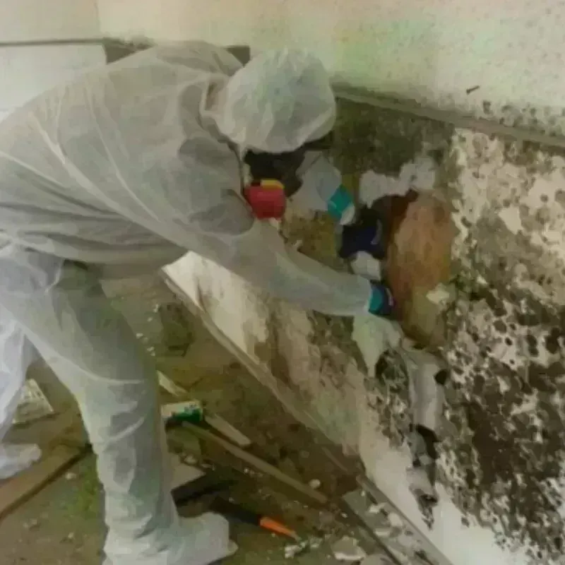 Mold Remediation and Removal in Galesburg, MI